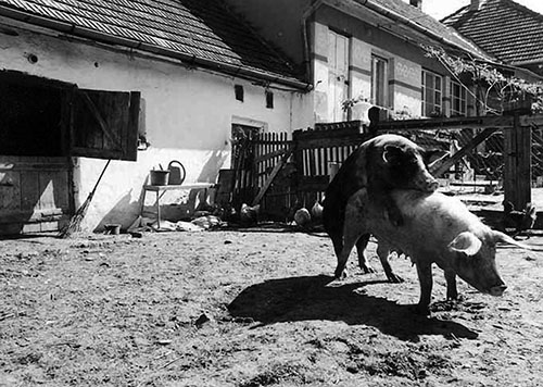 Венгрия: история как конец икоты