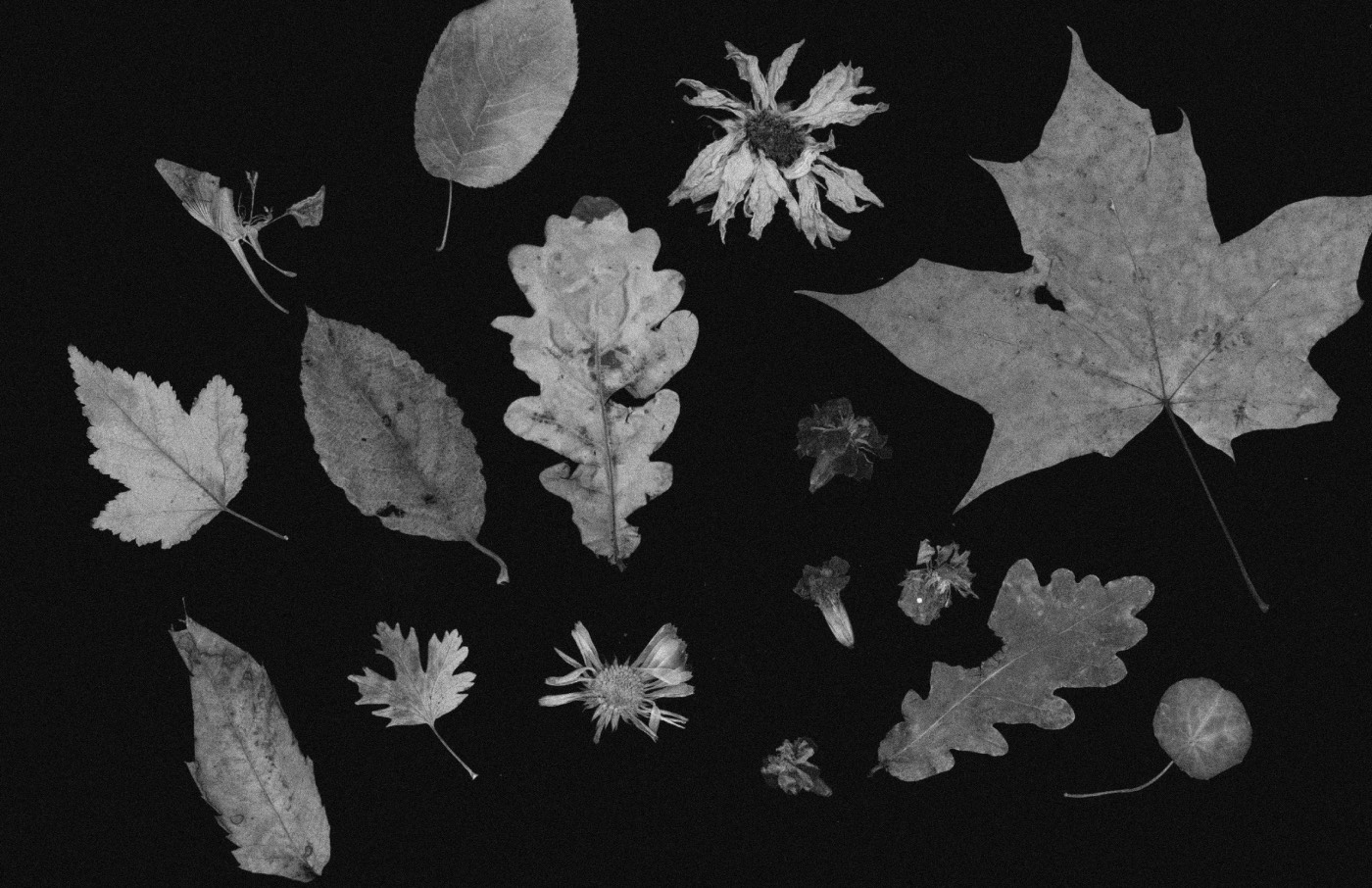 Высшие формы — «Как сделать вкусный чай» Дарьи Барановой